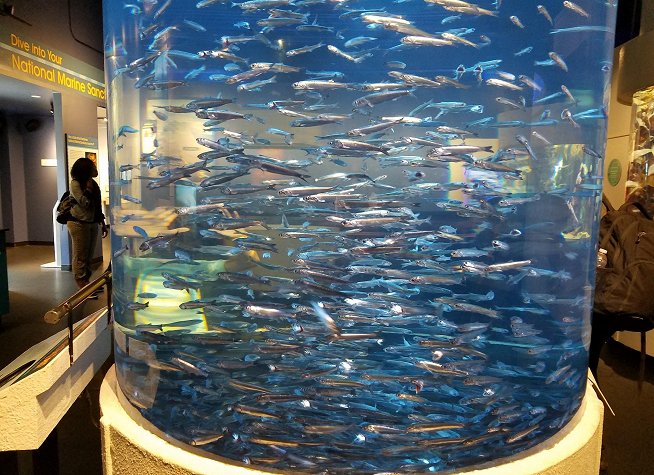 Aquarium of the Bay photo