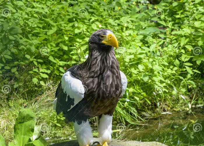 Bird Park Walsrode Steller`s Sea Eagle in Walsrode Bird Park, Germany. Large Bird of ... photo