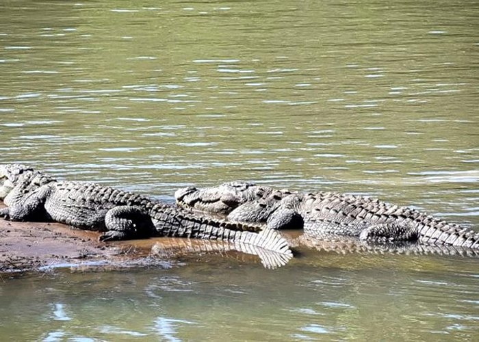 Dandeli Wildlife Sanctuary Dandeli Crocodile Park | Dandeli | Karnataka Tourism photo