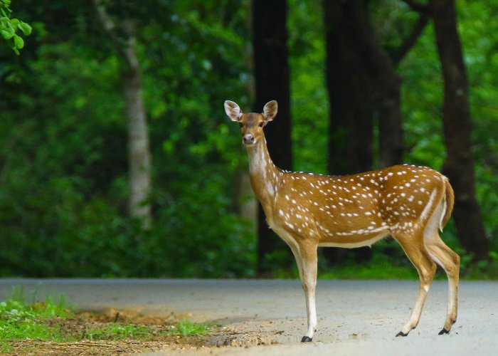 Dandeli Wildlife Sanctuary Dandeli Wildlife Sanctuary | Incredible India photo