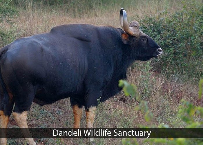 Dandeli Wildlife Sanctuary Dandeli Wildlife Sanctuary, Dandeli - Trahot Tour and Travel photo