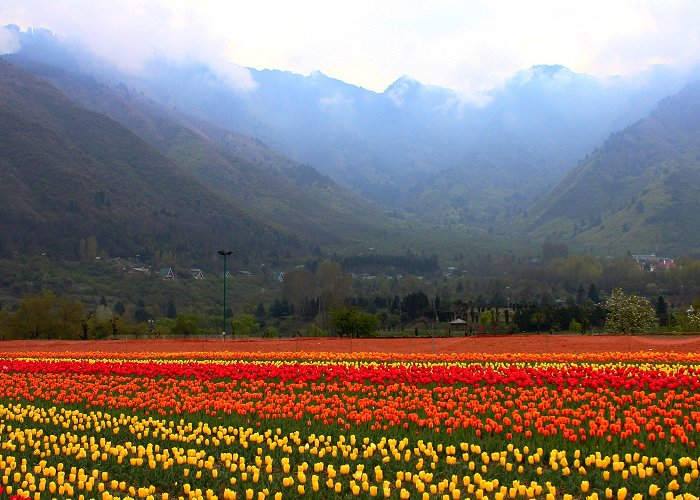 Indira Gandhi Memorial Tulip Garden Srinagar's tulip garden opens: dates, timings | Condé Nast ... photo