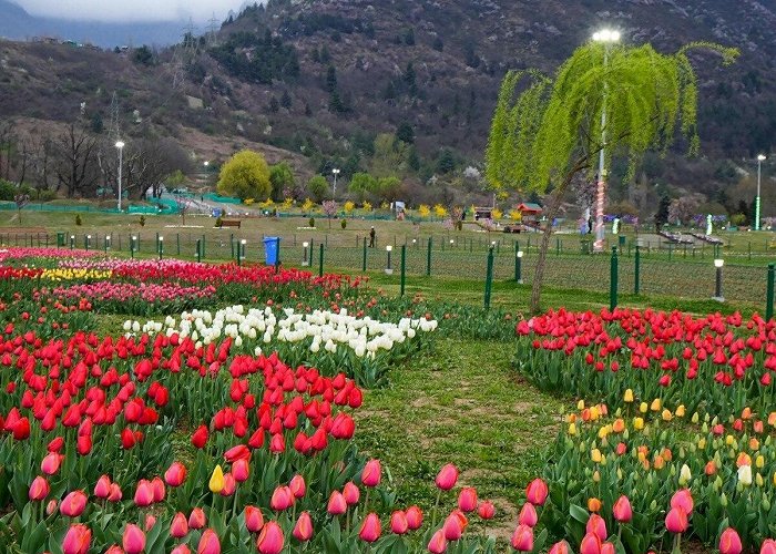 Indira Gandhi Memorial Tulip Garden Pictures: Srinagar's Tulip Garden enters record books as Asia's ... photo