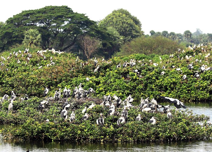 Vedanthangal Bird Sanctuary Tamil Nadu Wetlands Mission photo