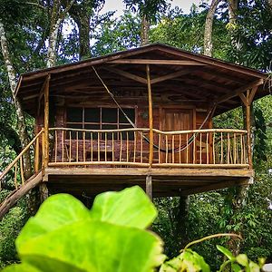 Jungle Cabins El Escondido Bed and Breakfast Muy Muy Exterior photo