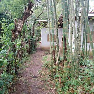 Wubu, Jungle Lodge Lívingston Exterior photo
