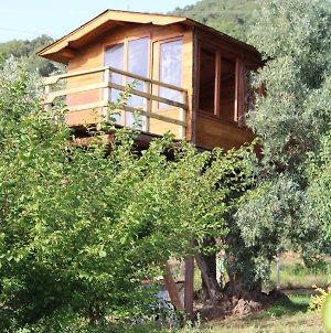 The Treehouse - Casa Sull'Albero Al Golden Camp Bed and Breakfast Falerna Exterior photo
