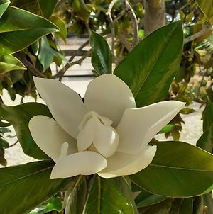 Magnolia Casa Vacanze Βίλα Selva Di Fasano Exterior photo