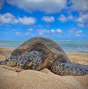 Beachfront Swim Turtle Paradise W Free Parking, Ac, Washer Dryer Hau'ula Exterior photo
