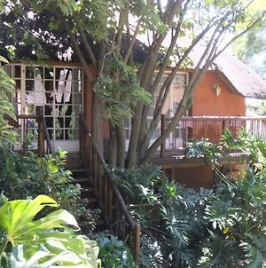 Treetops & Treats Guest House Pretoria-Noord Exterior photo